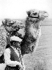CamelsThumb.GIF (8778 bytes)