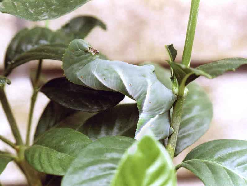 Camouflage.jpg (69616 bytes)