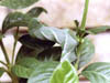 CamouflageThumb.jpg (9788 bytes)
