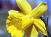 DafodilThumb.jpg (9514 bytes)