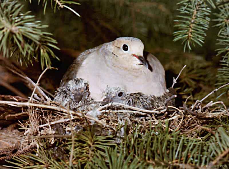 Dove&Chicks.jpg (119554 bytes)