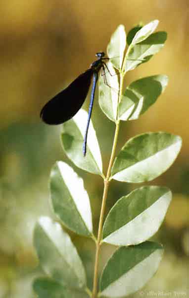 Dragonfly.jpg (36914 bytes)