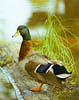 DuckOnLogThumb.jpg (10186 bytes)