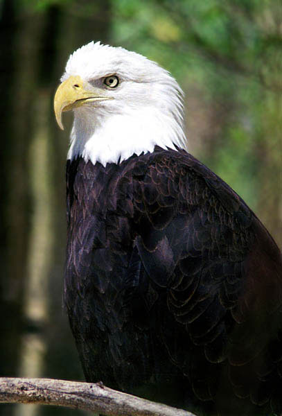 Eagle.jpg (77459 bytes)