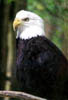 EagleThumb.jpg (10292 bytes)