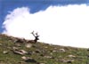 ElkThumb.JPG (5122 bytes)