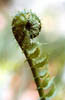FernThumb.jpg (8167 bytes)