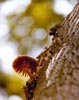 FungusThumb.JPG (8000 bytes)