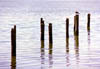 Gull-PilingThumb.jpg (8465 bytes)