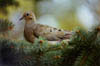MourningDoveThumb.jpg (8035 bytes)