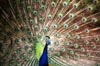 PeacockThumb.JPG (8126 bytes)