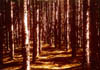 PineyWoodsThumb.jpg (10441 bytes)