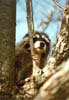 Racoon1Thumb.jpg (10028 bytes)