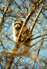 Racoon2Thumb.jpg (12353 bytes)