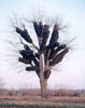 RubberTreeThumb.jpg (8948 bytes)