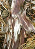 SequoiaBarkThumb.jpg (11260 bytes)