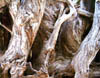 SequoiaRootsThumb.jpg (11647 bytes)