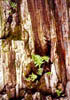 TreeFerns2Thumb.jpg (11647 bytes)