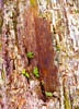 TreeFernsThumb.jpg (11365 bytes)