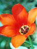 TulipThumb.jpg (10063 bytes)