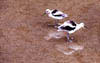 WaterbirdsThumb.jpg (7916 bytes)